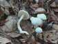 Elefántcsont-csigagomba (Hygrophorus eburneus), Őrség